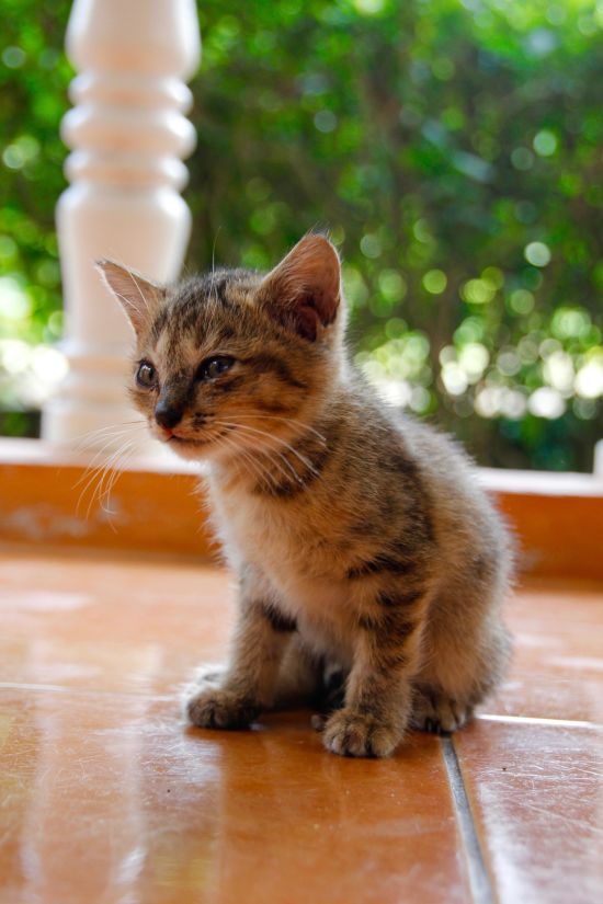 Kitten